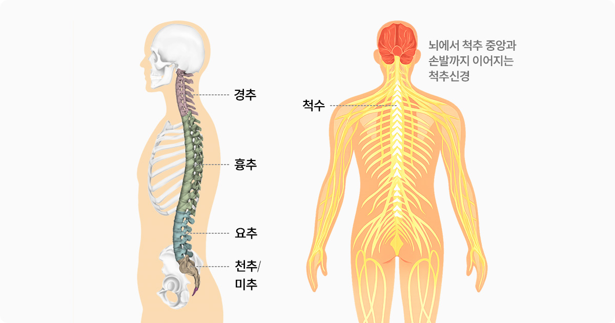 뇌에서 척추 중앙과 손발까지 이어지는 척추신경